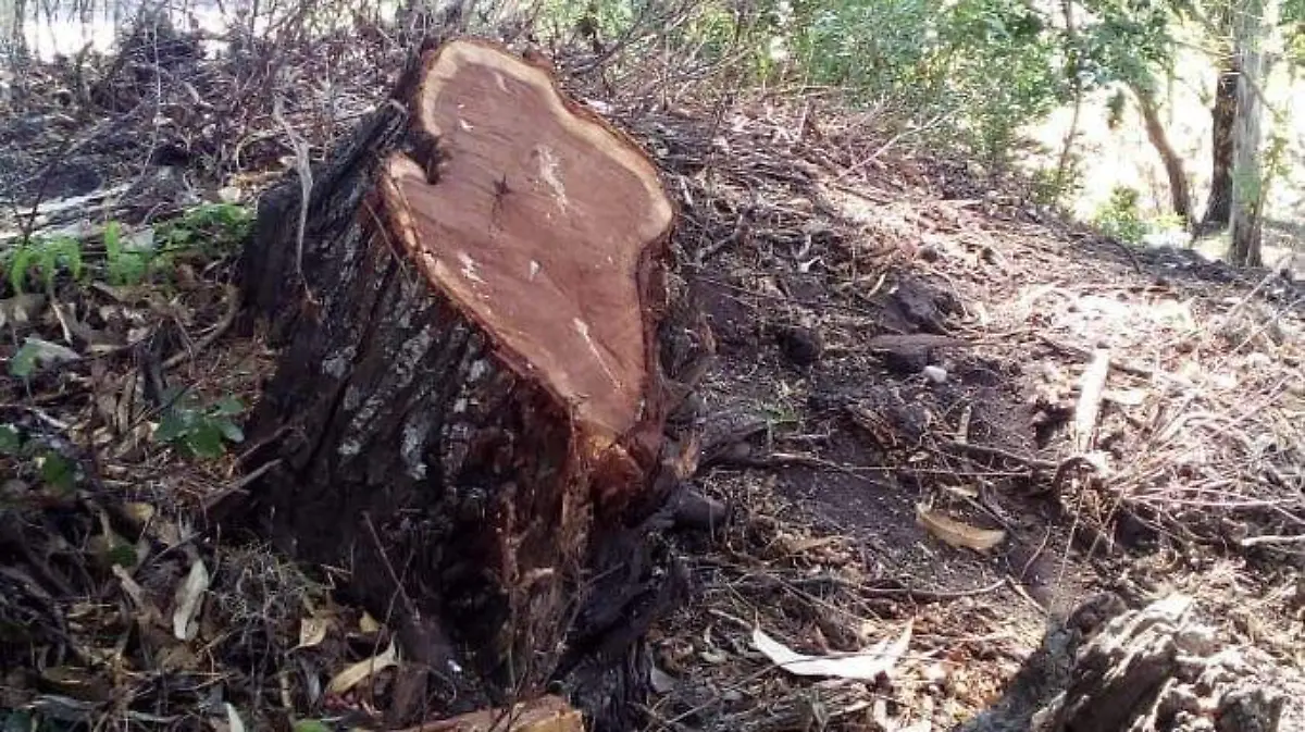 En Santa Cruz Nieto se lleva a cabo la tala clandestina de árboles de antigüedad entre 80 y